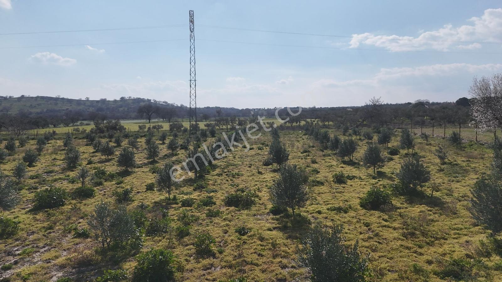 Ahmetbeyler Köyünde 7720m2 Satılık Zeytinlik - Görsel 6