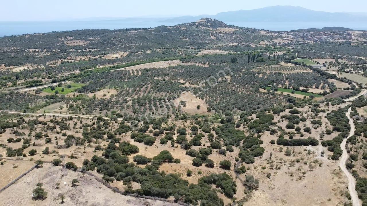 Çanakkale Ayvacık Behramkale Satılık Tarla 25.234 M2 - Görsel 7