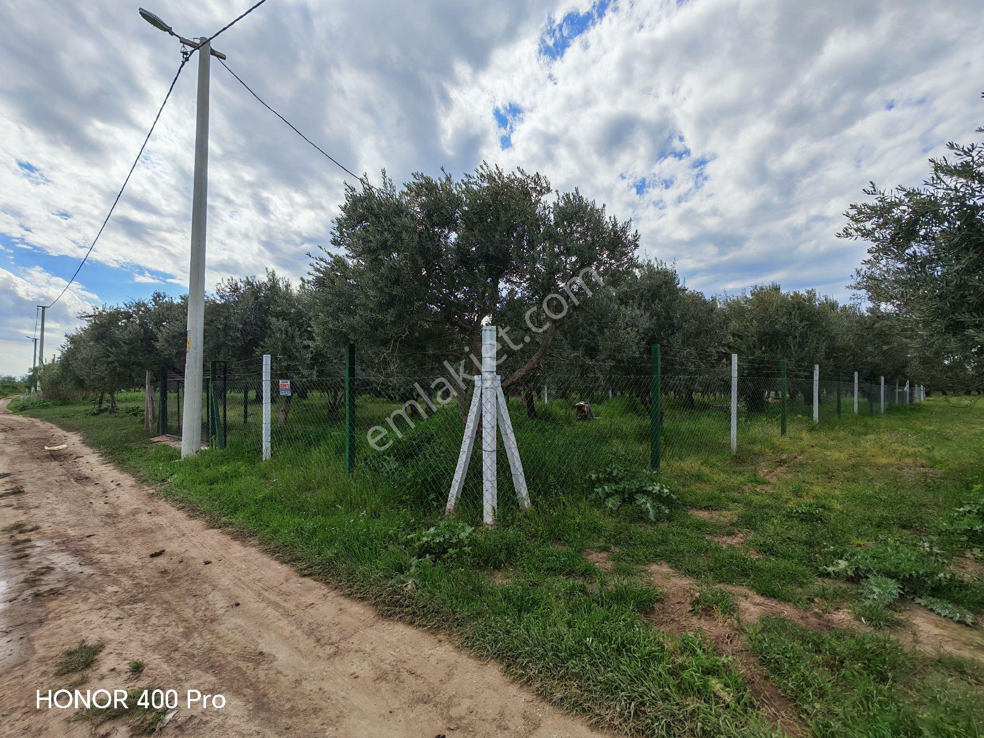 Utku Gayrimenkulden Akhisar Doguca Mahallesinde Satılık Zeytinlik - Görsel 23