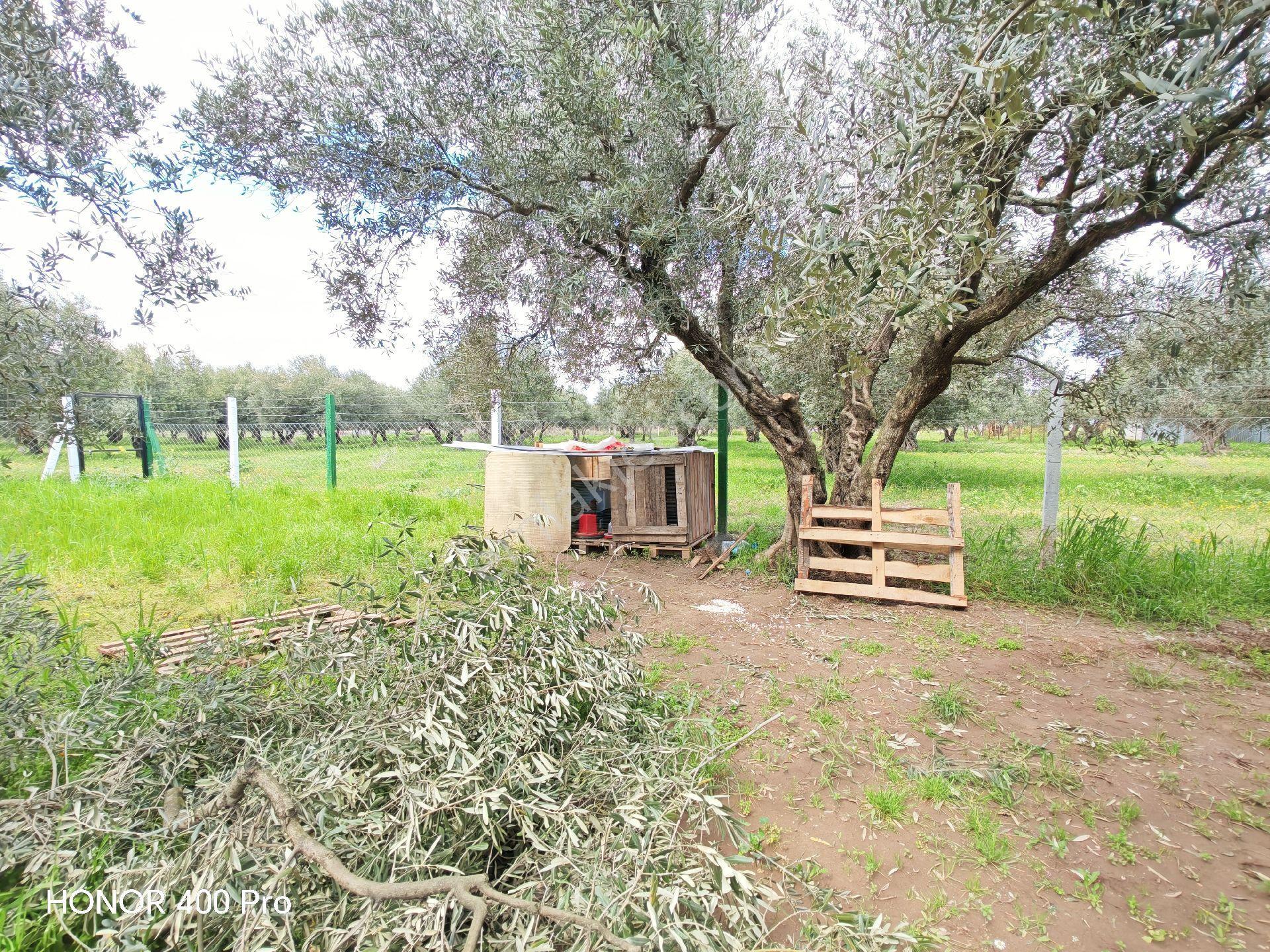 Utku Gayrimenkulden Akhisar Doguca Mahallesinde Satılık Zeytinlik - Görsel 6