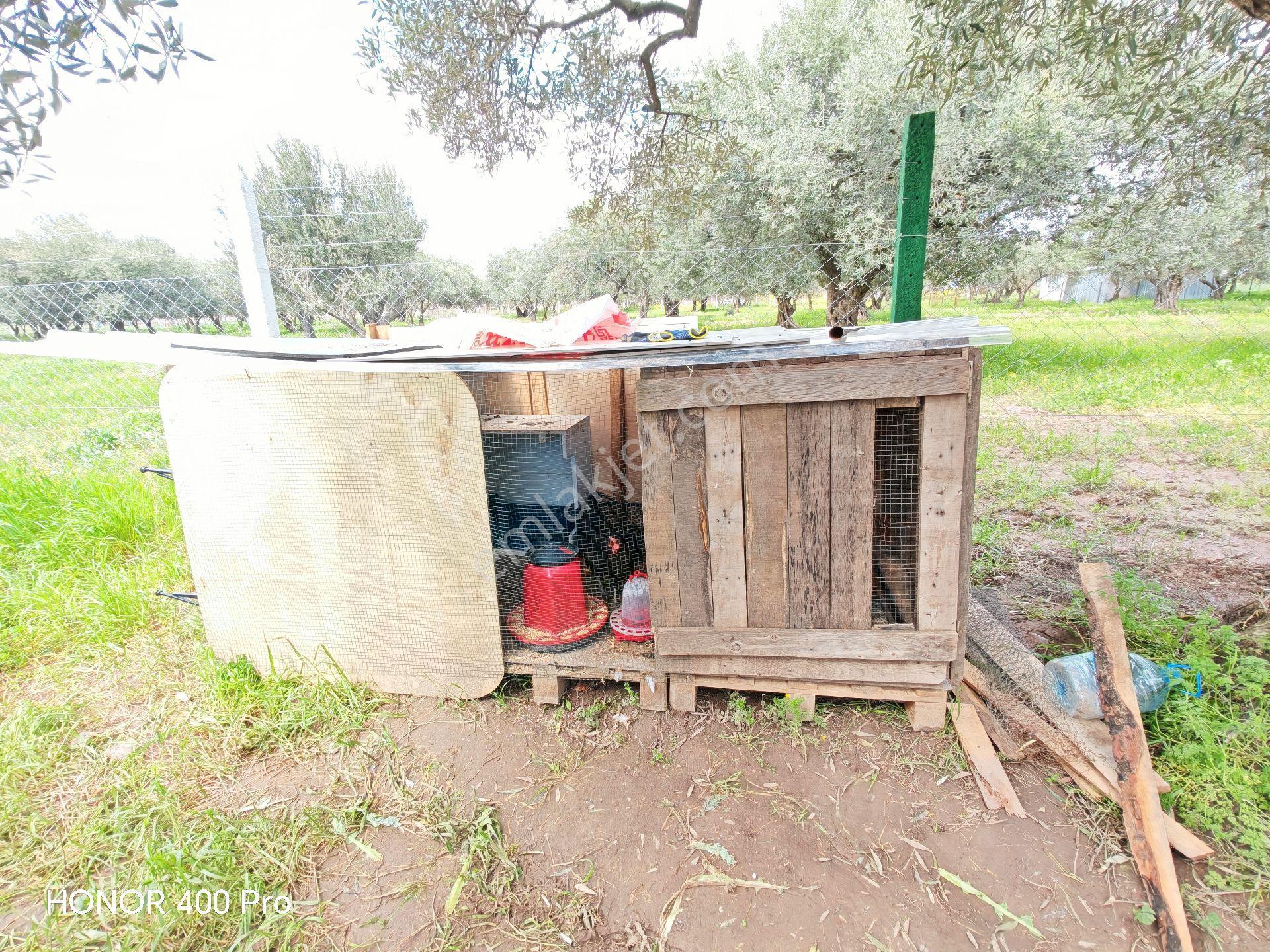 Utku Gayrimenkulden Akhisar Doguca Mahallesinde Satılık Zeytinlik - Görsel 8