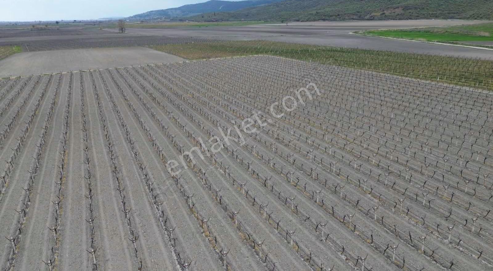 Dostlardan Gölmarmarada Satılık 300 Dönüm Verimli Arazi - Görsel 22