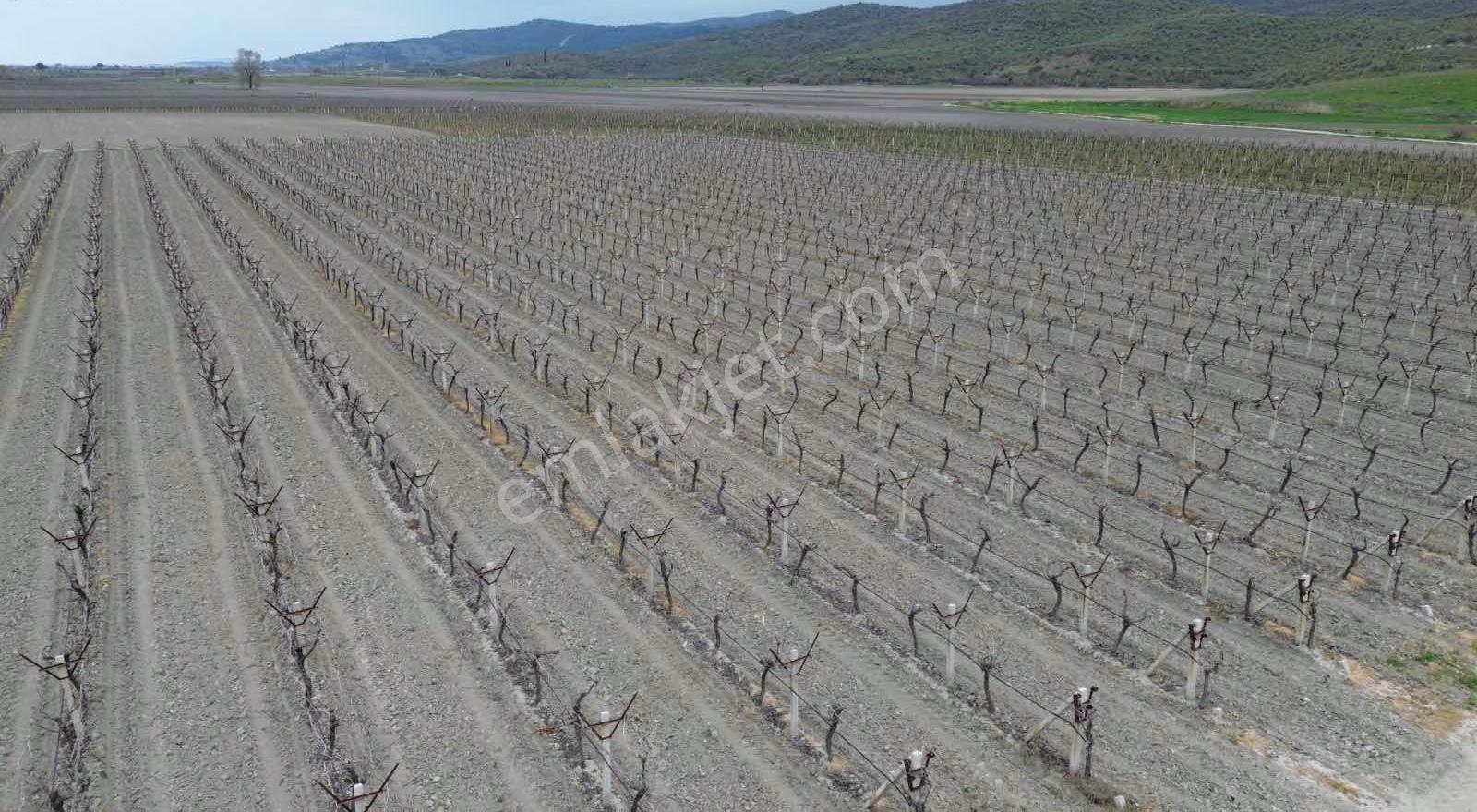 Dostlardan Gölmarmarada Satılık 300 Dönüm Verimli Arazi - Görsel 31