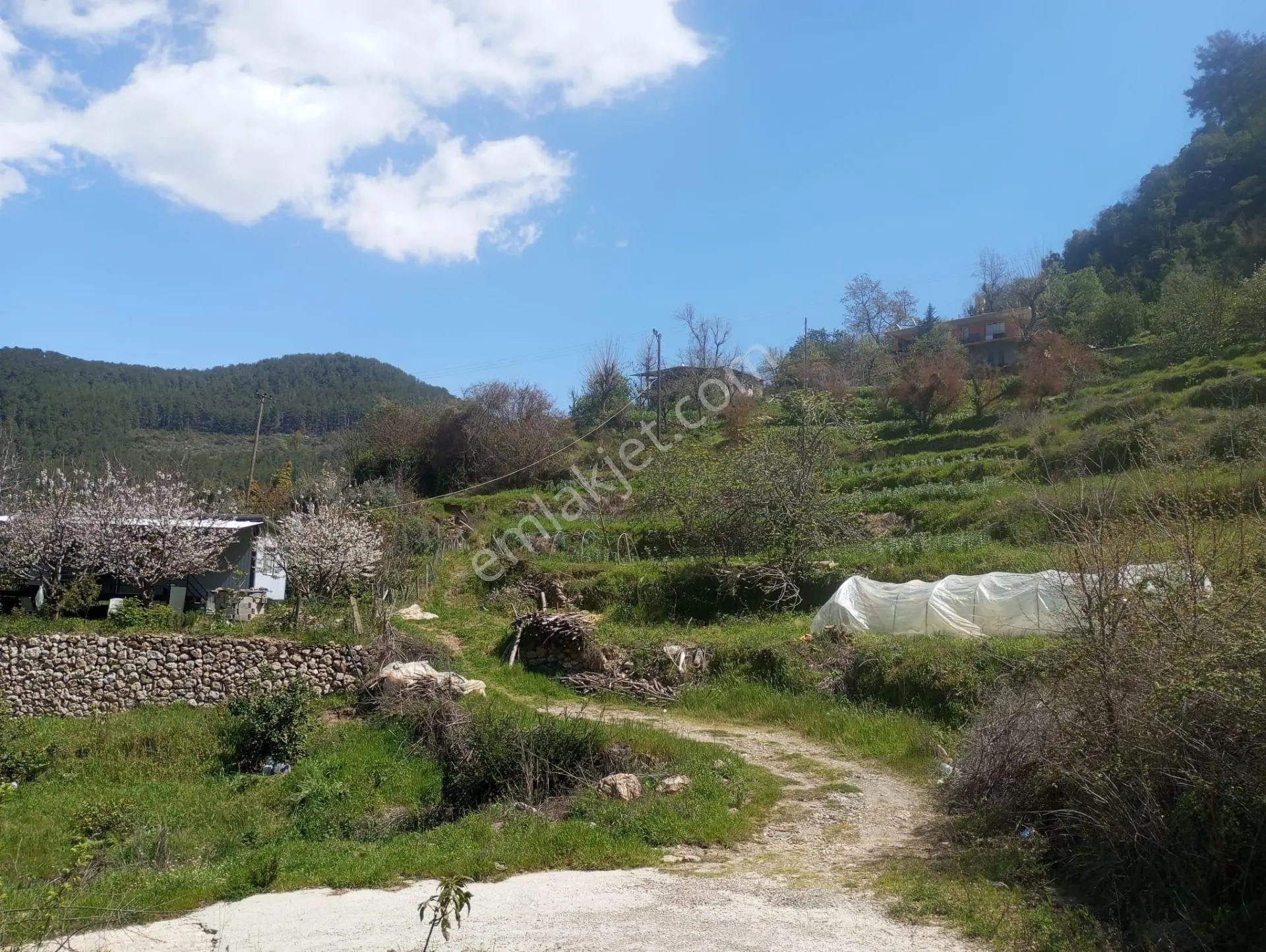 Alanya Gümüşkavak’ta Köy İçinde – Yolu Suyu Hazır, Ev Yapmaya Uygun Arsa! - Görsel 5
