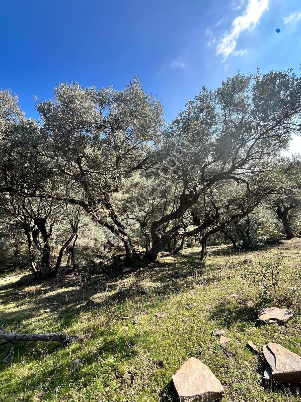 Muğla Fethiye Gökben' De Satılık 4.886 M2 Tarla - Görsel 8