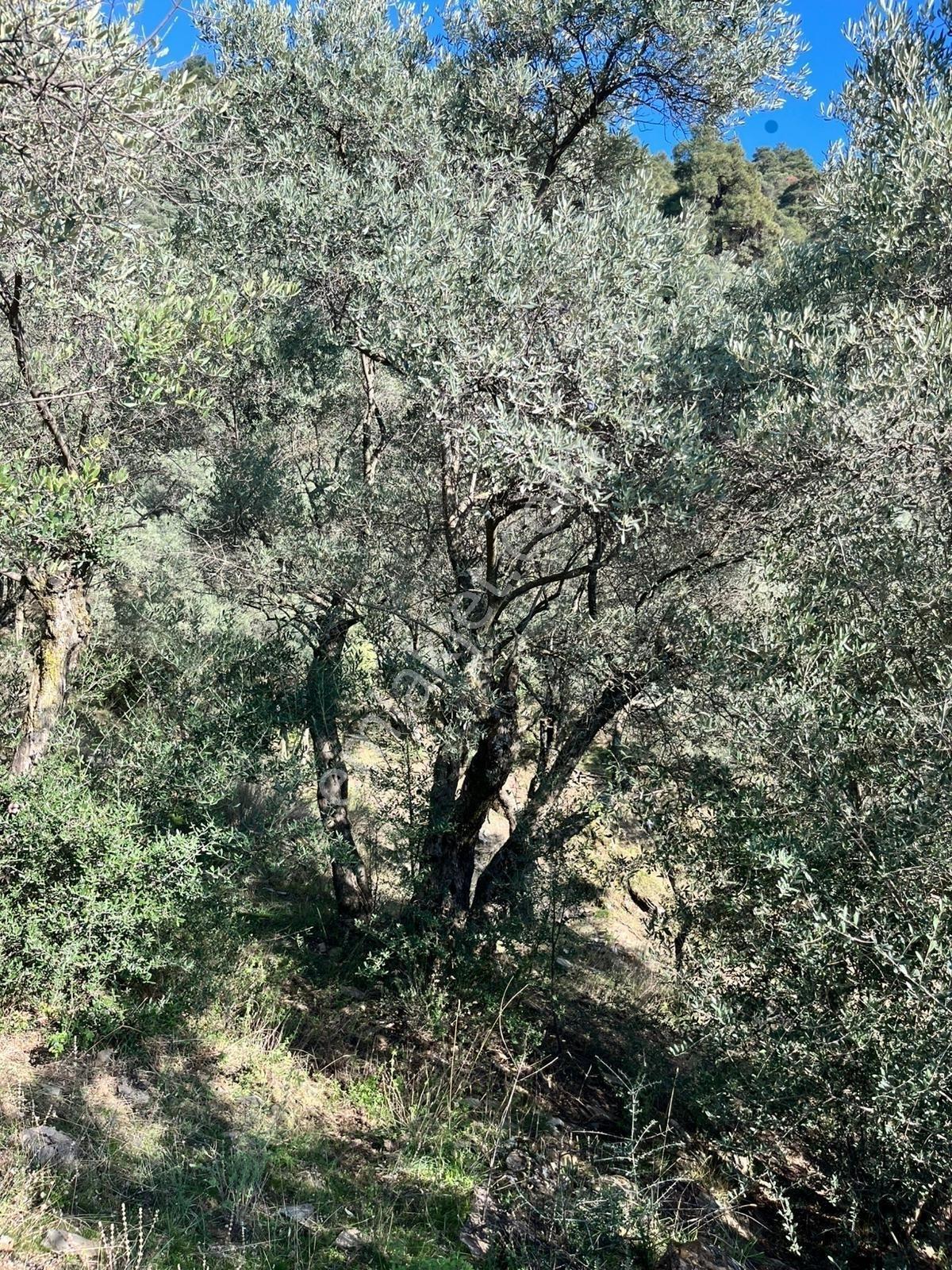 Muğla Fethiye Gökben' De Satılık 4.886 M2 Tarla - Görsel 15