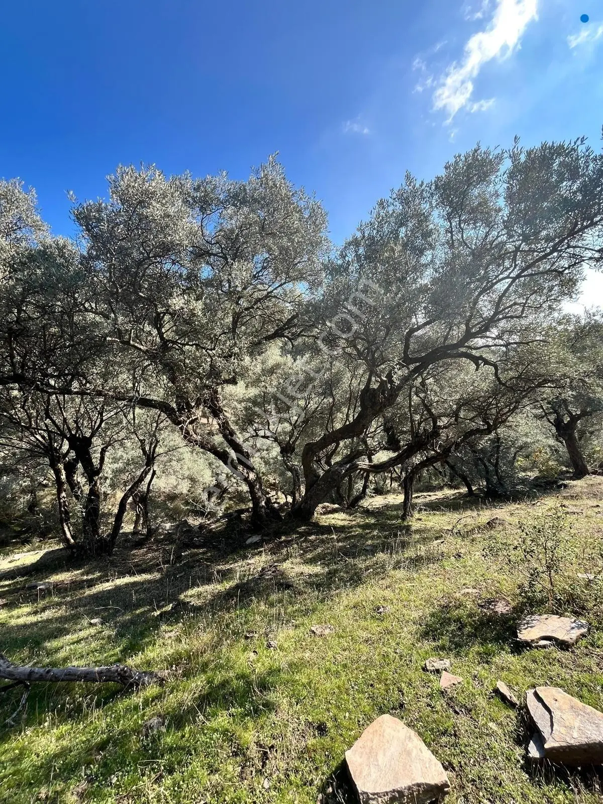 Muğla Fethiye Gökben' De Satılık 4.886 M2 Tarla - Görsel 3