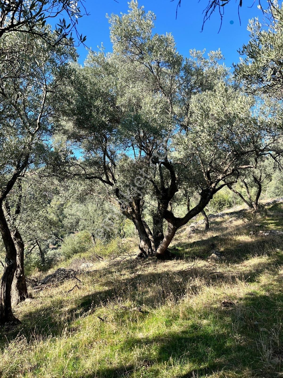 Muğla Fethiye Gökben' De Satılık 4.886 M2 Tarla - Görsel 12