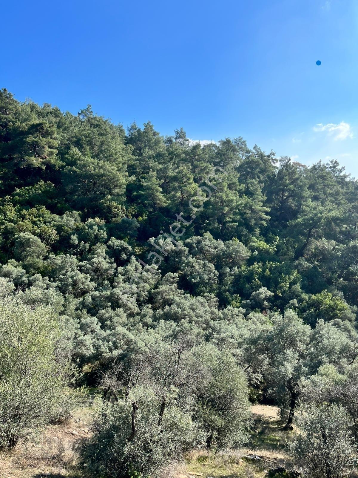 Muğla Fethiye Gökben' De Satılık 4.886 M2 Tarla - Görsel 7