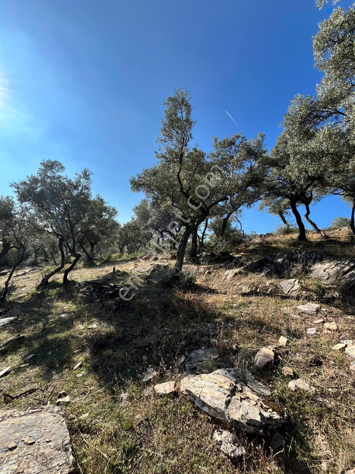 Muğla Fethiye Gökben' De Satılık 4.886 M2 Tarla - Görsel 2