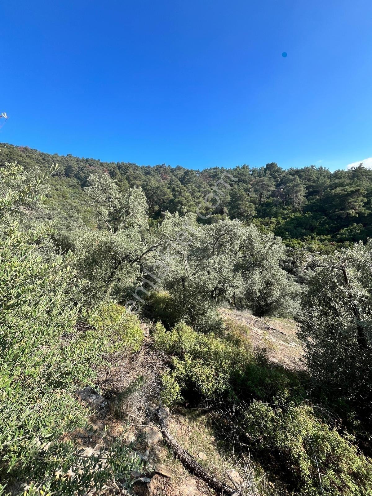 Muğla Fethiye Gökben' De Satılık 4.886 M2 Tarla - Görsel 5