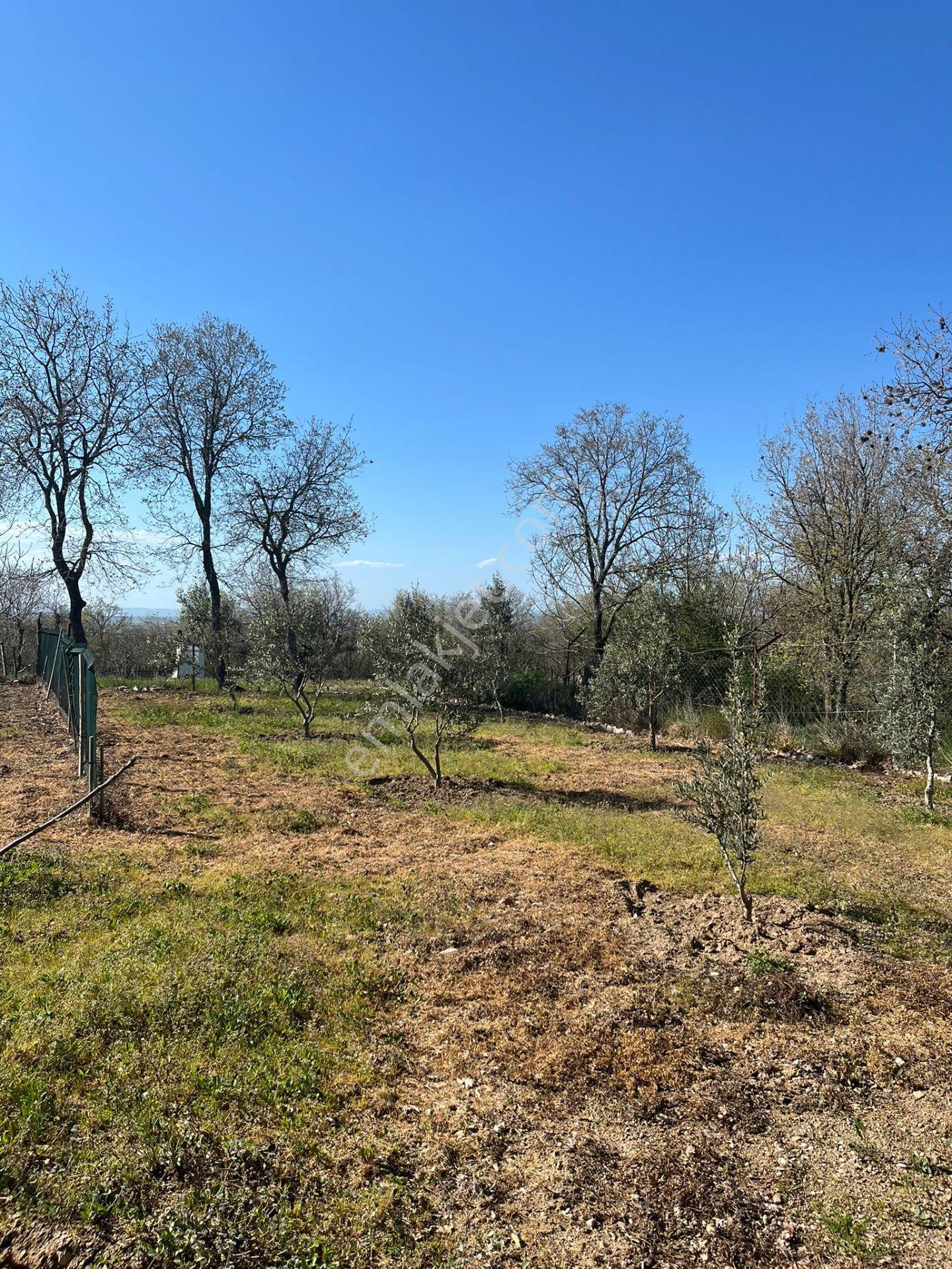 Çanakkale Biga Bahçeli Köyünde 1.115 M2 Bağ - Görsel 25