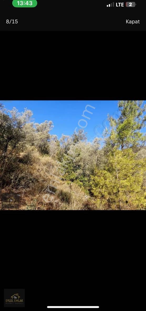 Milas Kuzyakada Satılık Zeytinlik - Görsel 6