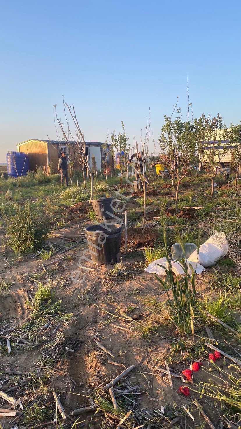 Tekirdağ Saray Yuvali 380m2 Çapli Muvakatnameli - Görsel 5