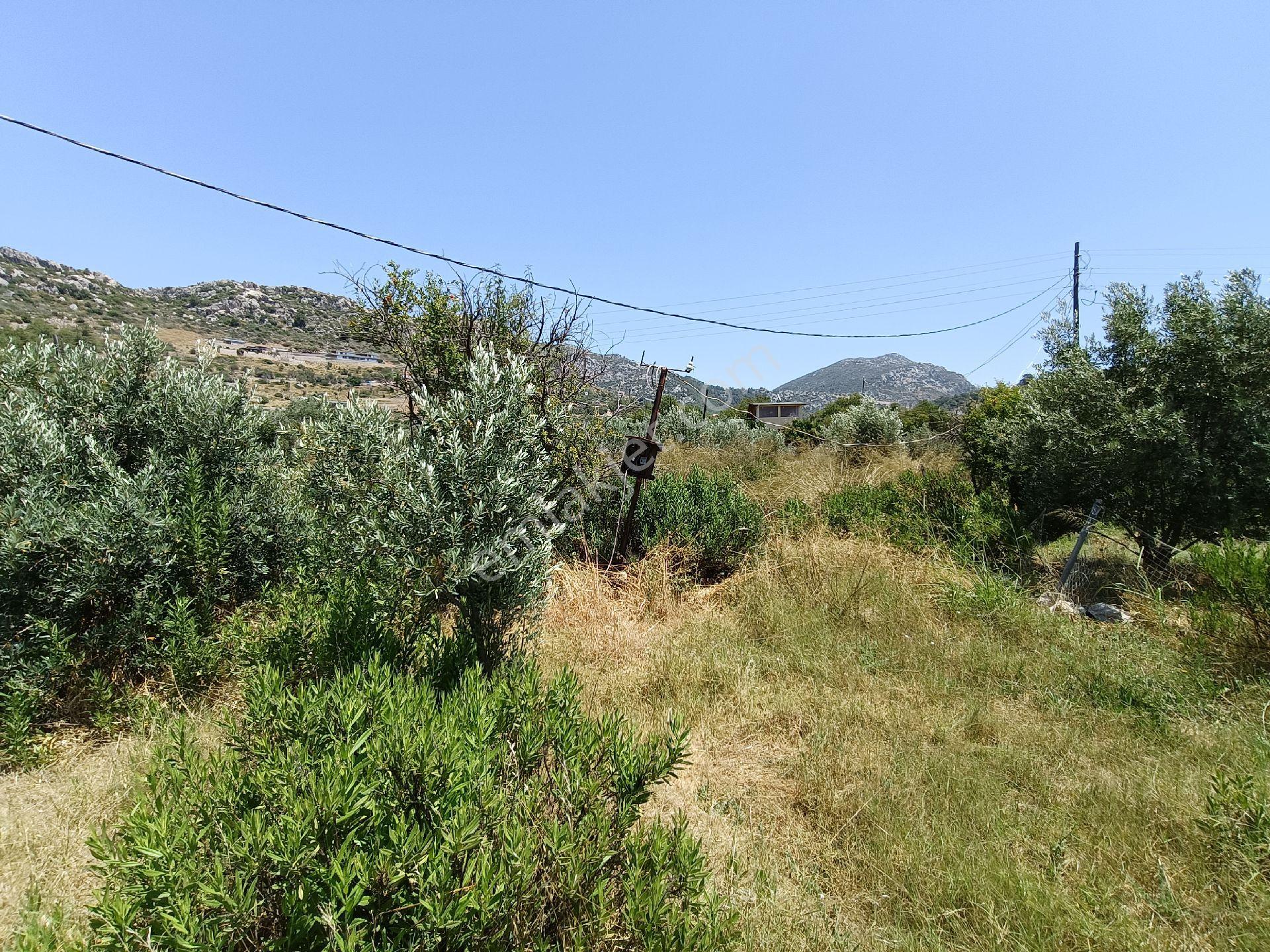 Joker: Marmaris Söğüt Denize 120 Metre Yakınlıkta Müstakil Tarla - Görsel 2