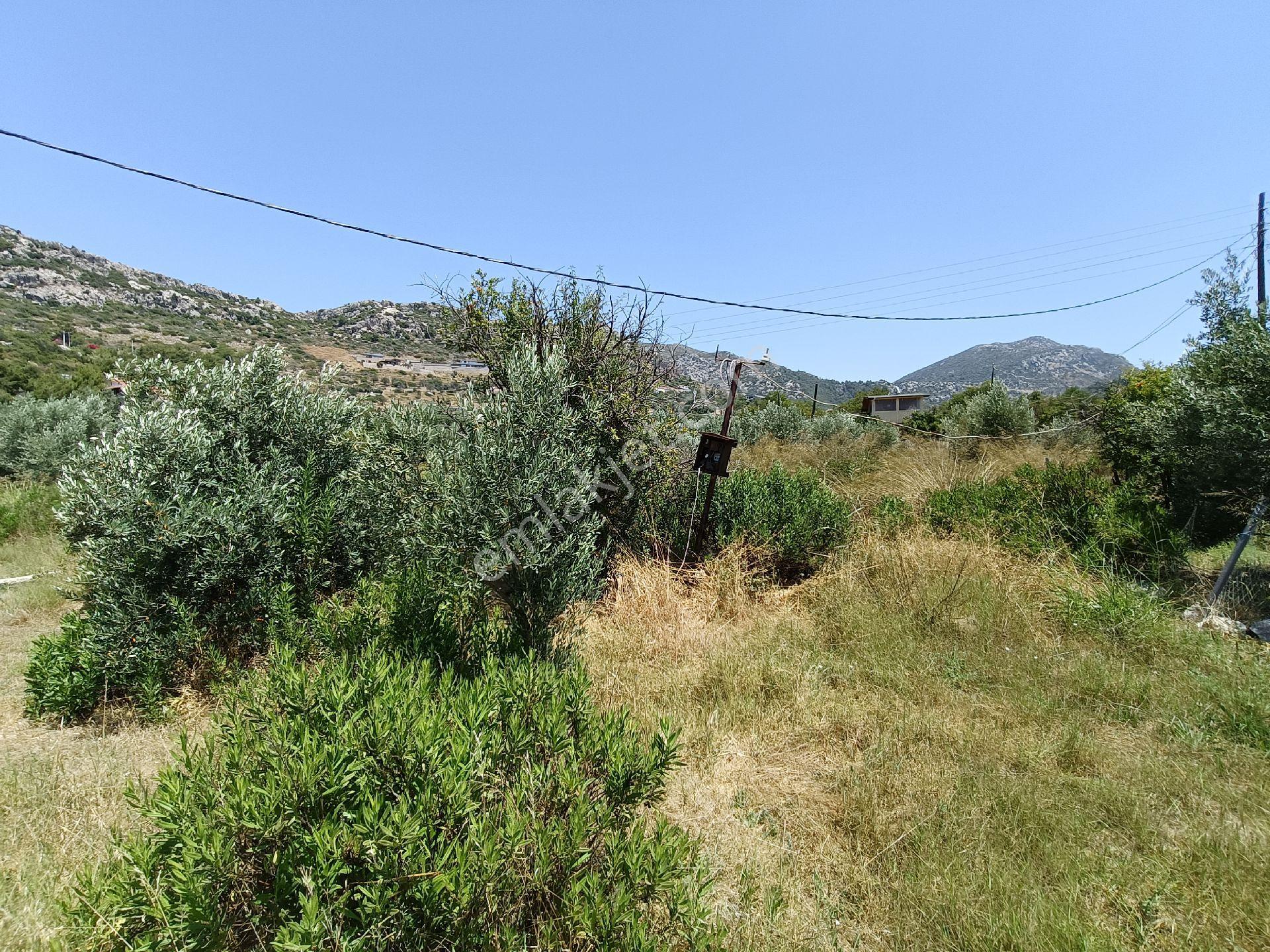 Joker: Marmaris Söğüt Denize 120 Metre Yakınlıkta Müstakil Tarla - Görsel 9