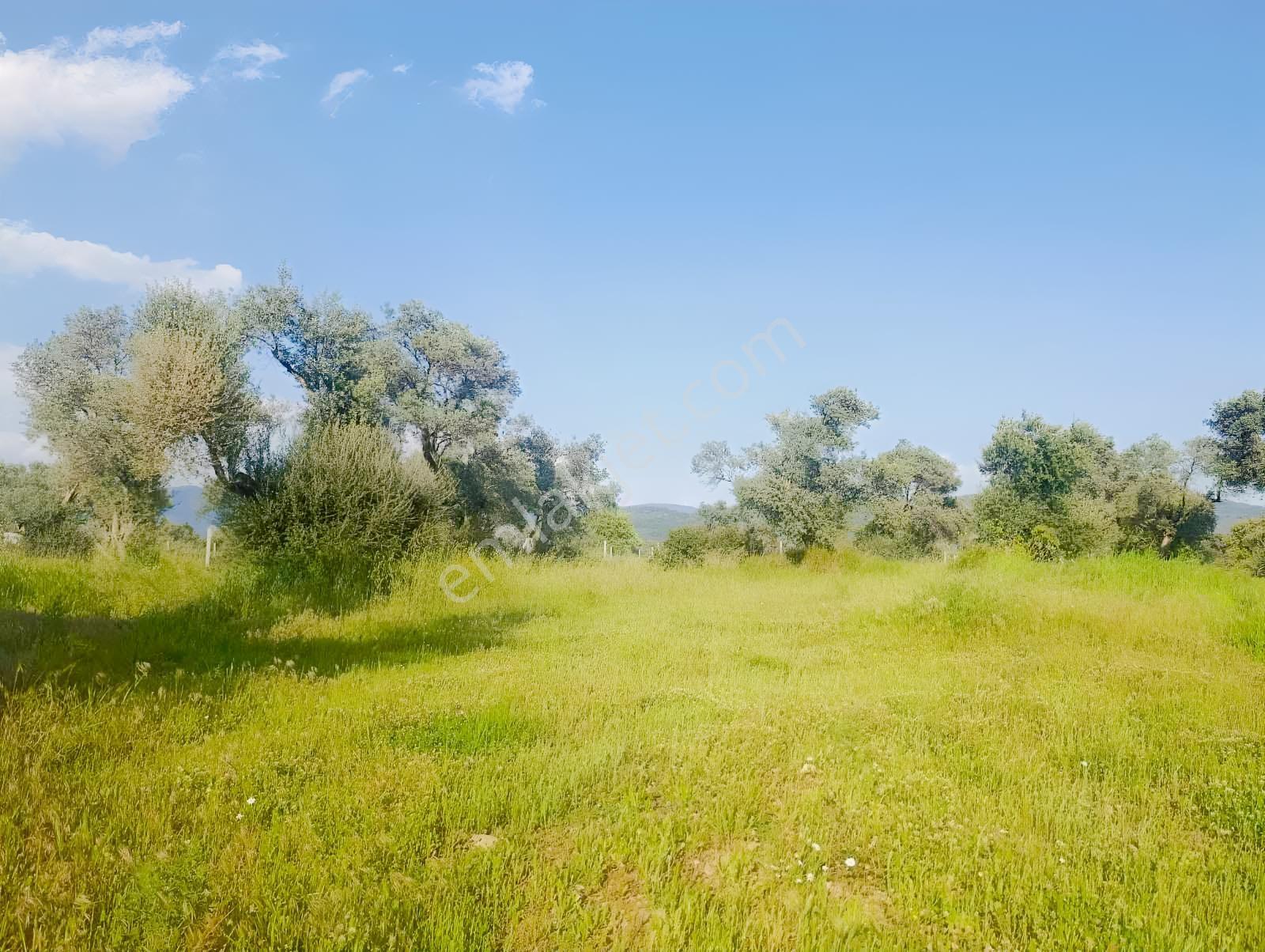Torbalı Karakuyu Mah.satılık 4124m2 Zeytinlik Tarla - Görsel 33