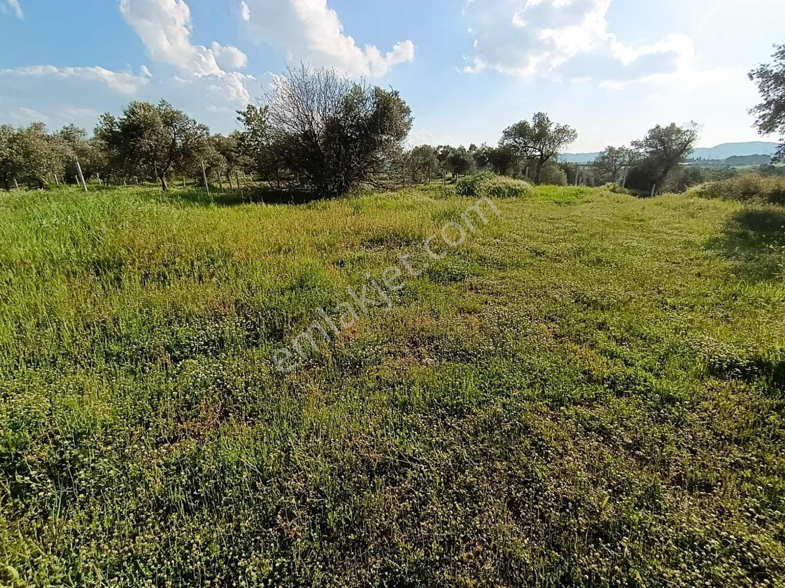 Torbalı Karakuyu Mah.satılık 4124m2 Zeytinlik Tarla - Görsel 40