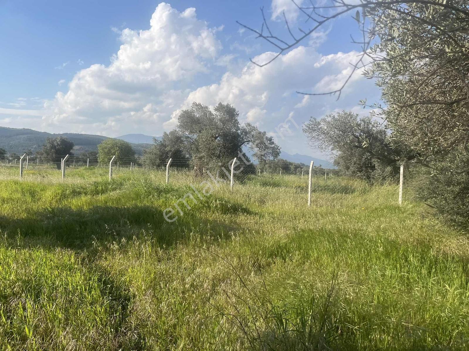 Torbalı Karakuyu Mah.satılık 4124m2 Zeytinlik Tarla - Görsel 23