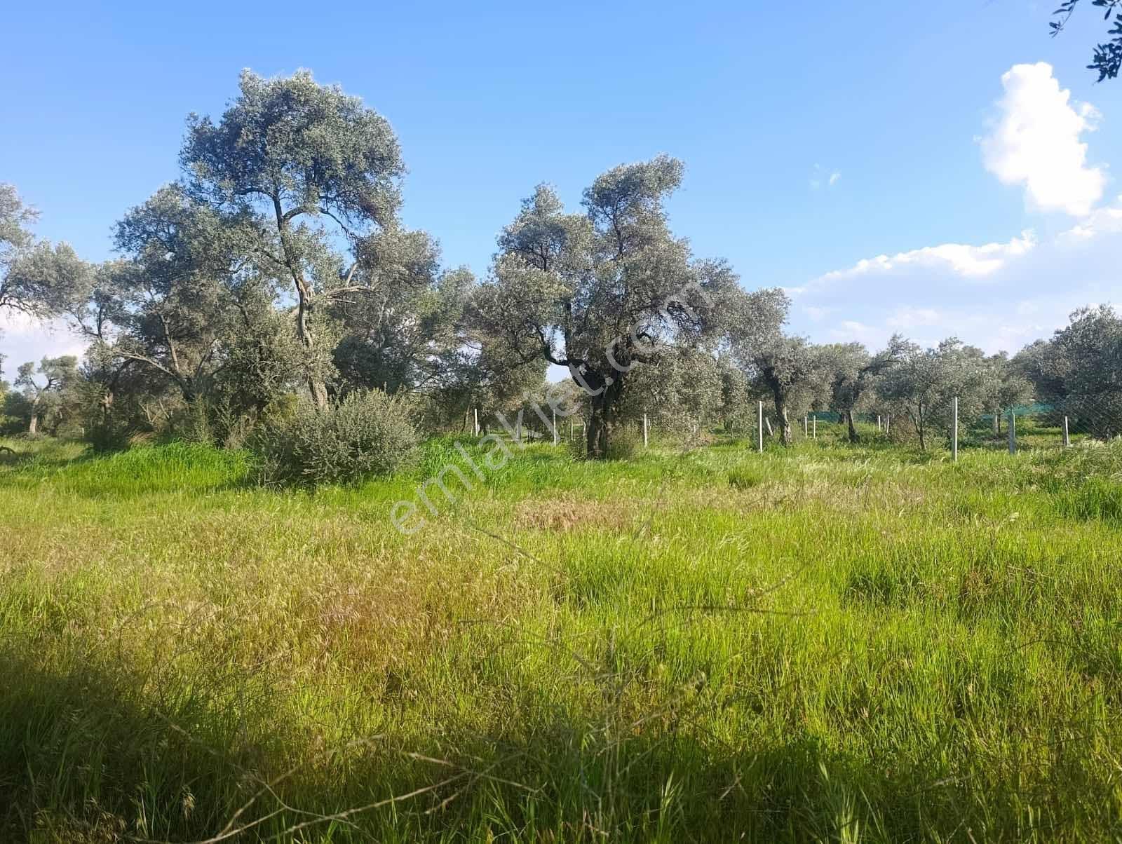 Torbalı Karakuyu Mah.satılık 4124m2 Zeytinlik Tarla - Görsel 30