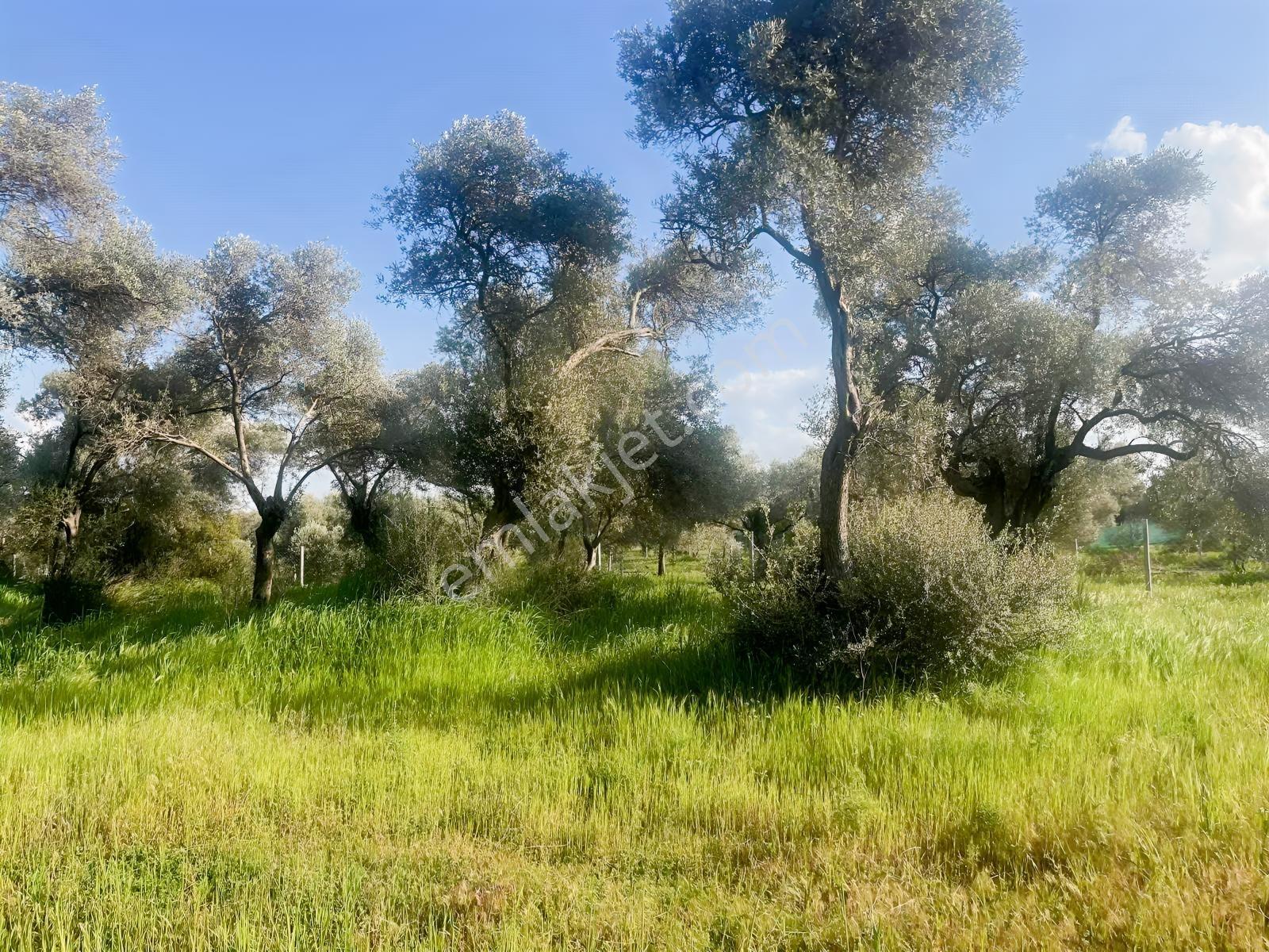 Torbalı Karakuyu Mah.satılık 4124m2 Zeytinlik Tarla - Görsel 8