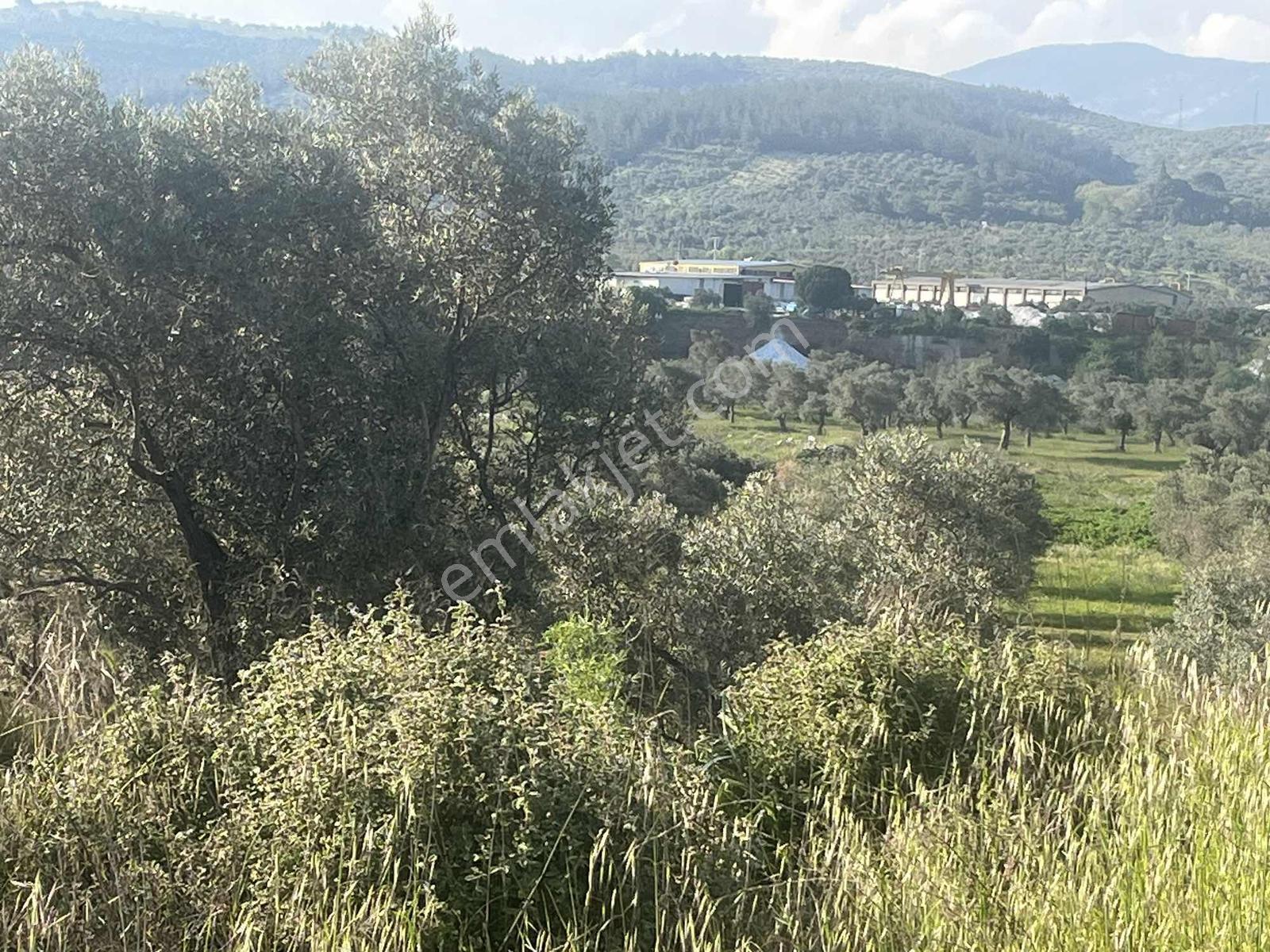 Torbalı Karakuyu Mah.satılık 4124m2 Zeytinlik Tarla - Görsel 24
