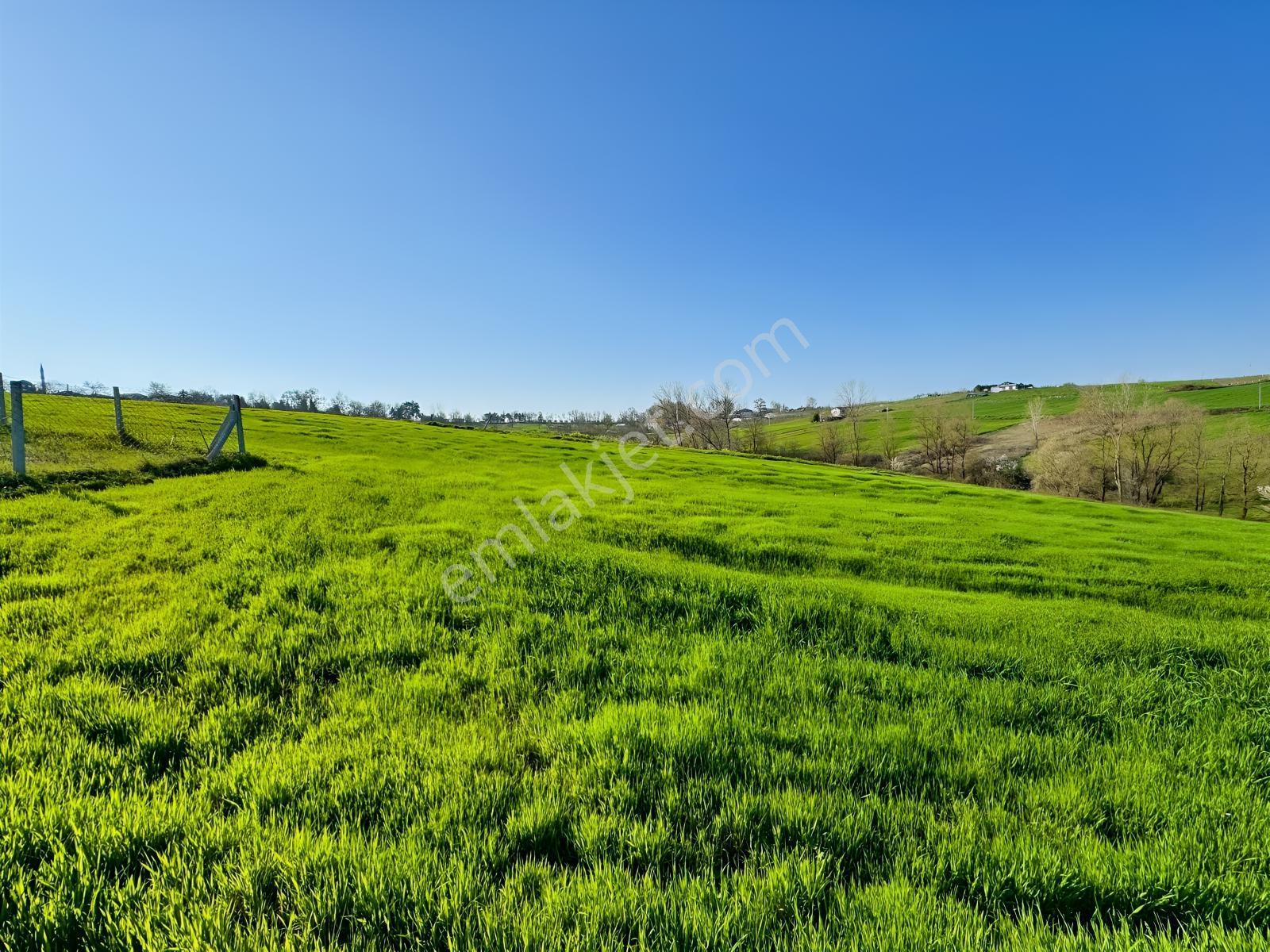 Kandıra Şerefsungurda Doğa İçinde 907 M² Satılık Tarla