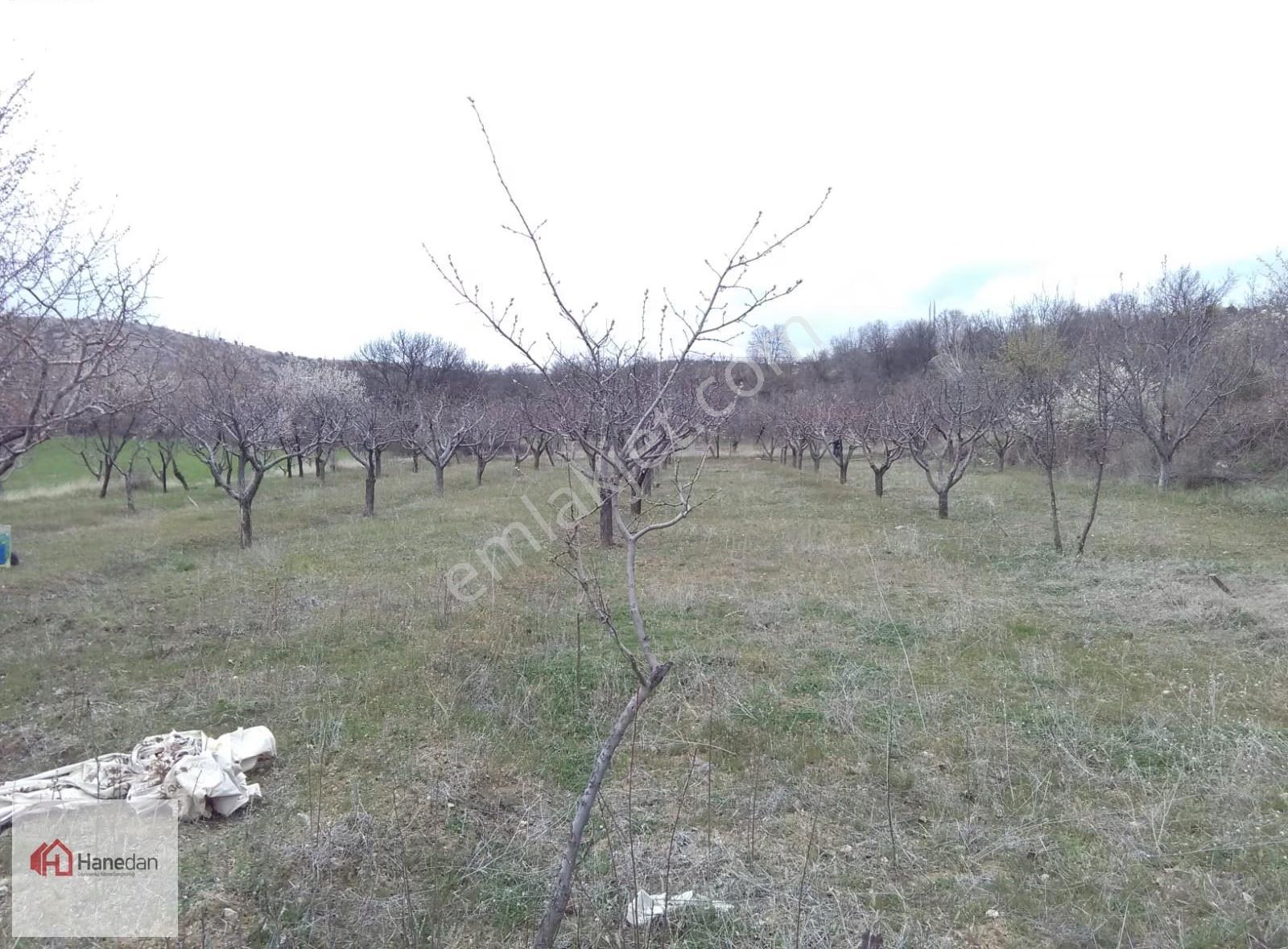 Hanedan'dan Meram Karadiğin Mahallesi 2.000 M2 Müstakil Bahçe - Görsel 2