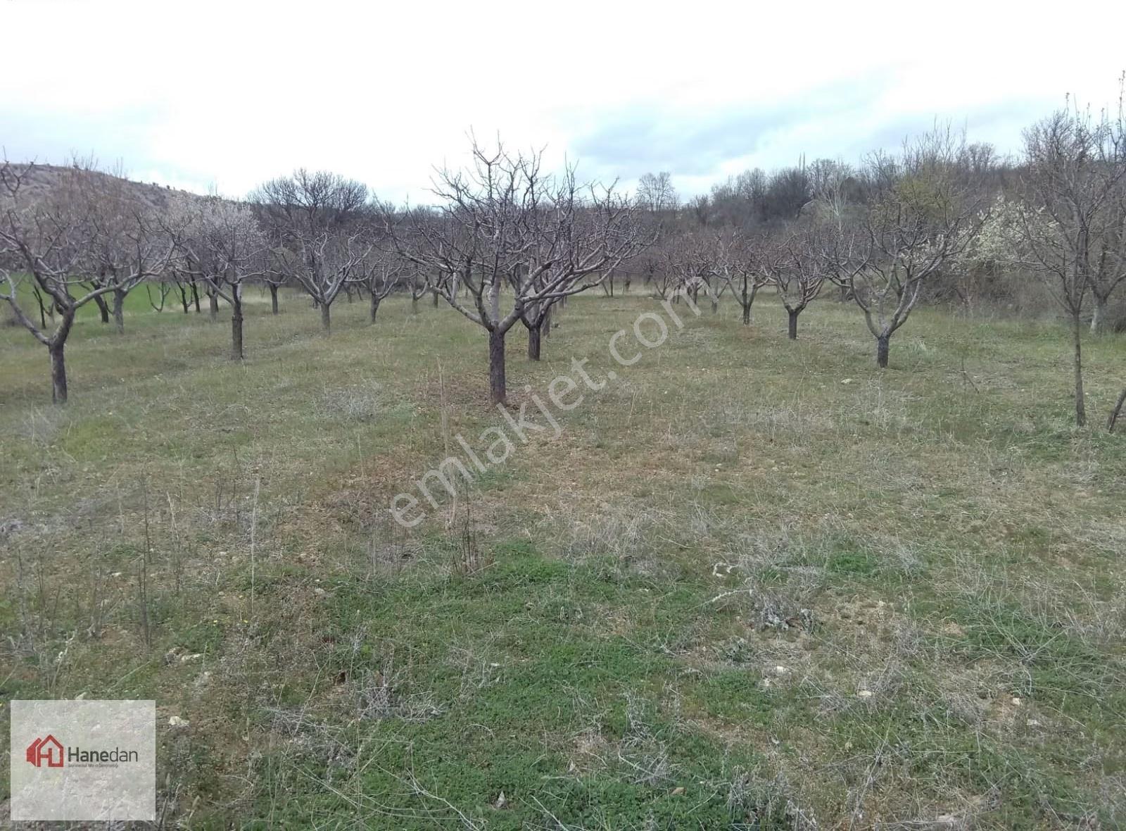 Hanedan'dan Meram Karadiğin Mahallesi 2.000 M2 Müstakil Bahçe - Görsel 8