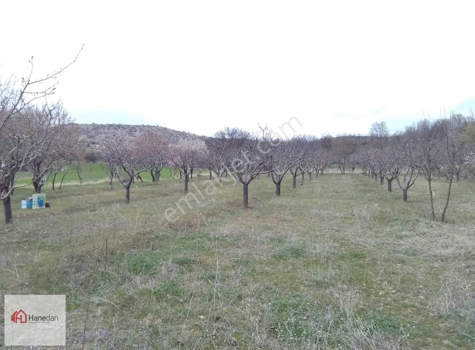 Hanedan'dan Meram Karadiğin Mahallesi 2.000 M2 Müstakil Bahçe - Görsel 6