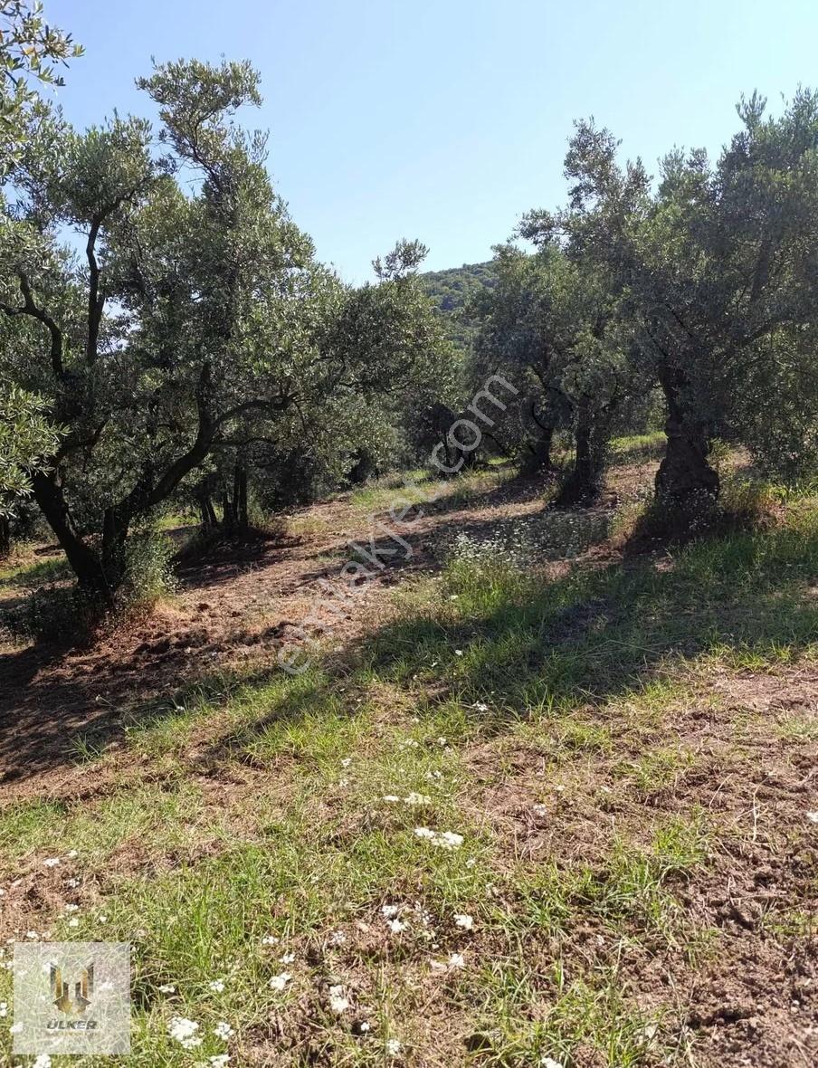Ülker Den Talatbey De Deniz Manzaralı Kadastro Yoluna Cephe - Görsel 10