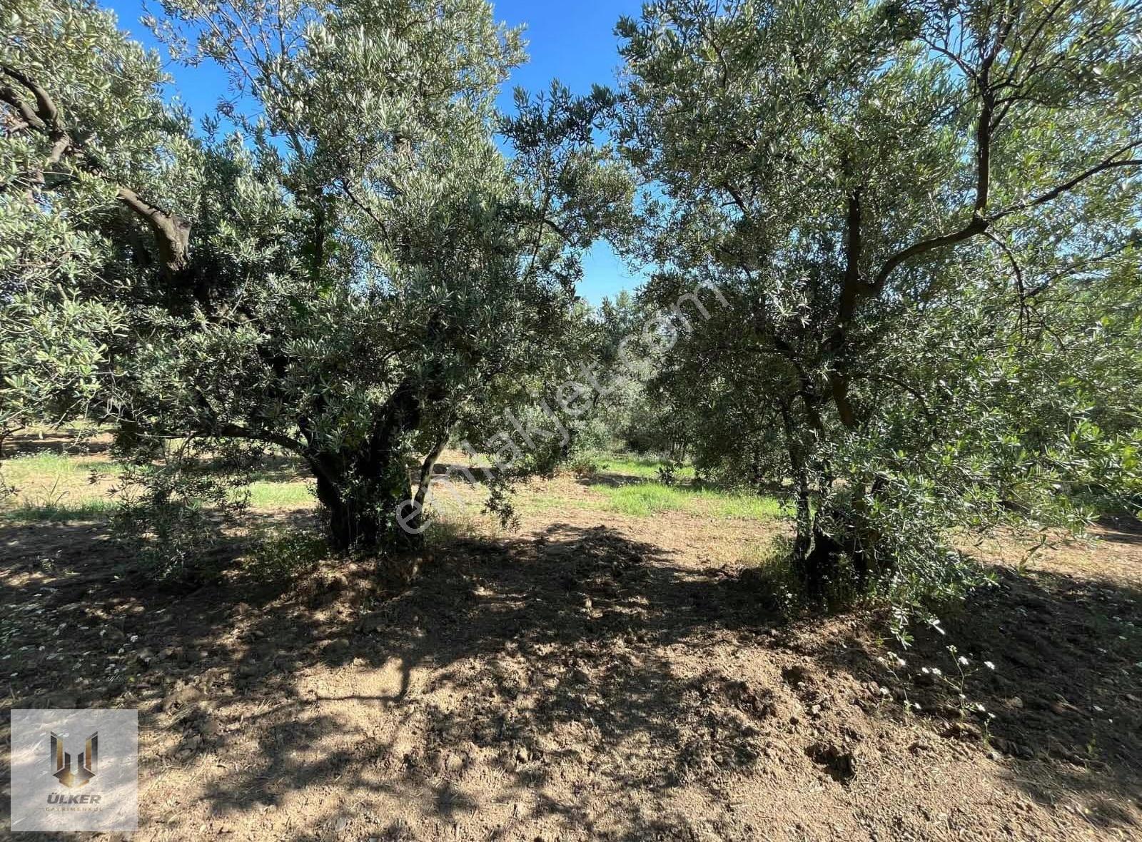 Ülker Den Talatbey De Deniz Manzaralı Kadastro Yoluna Cephe - Görsel 2