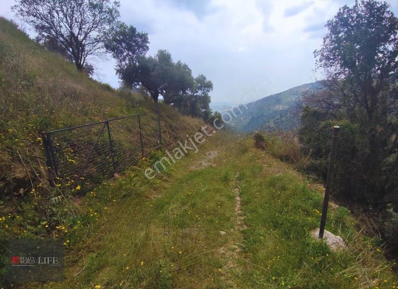 Rw Lıfe // Yaylapınar Mh. Sinekçiler Yakını Satılık Zeytinlik