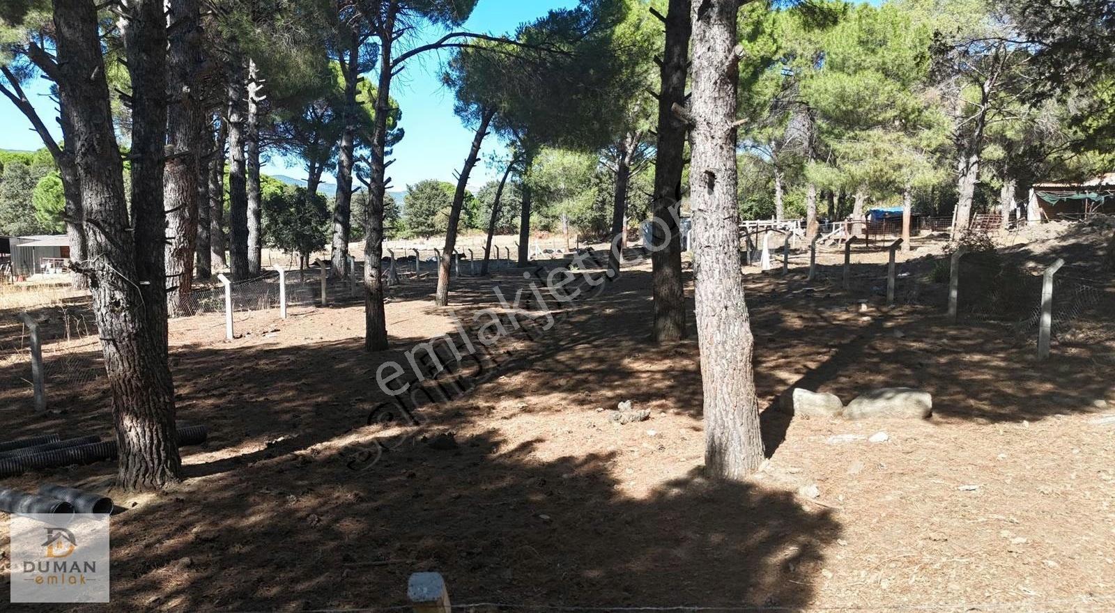 Duman Emlak'tan Yukarıbey'de Köye Yakın 944 M2 Fıstıklı Tarla - Görsel 10