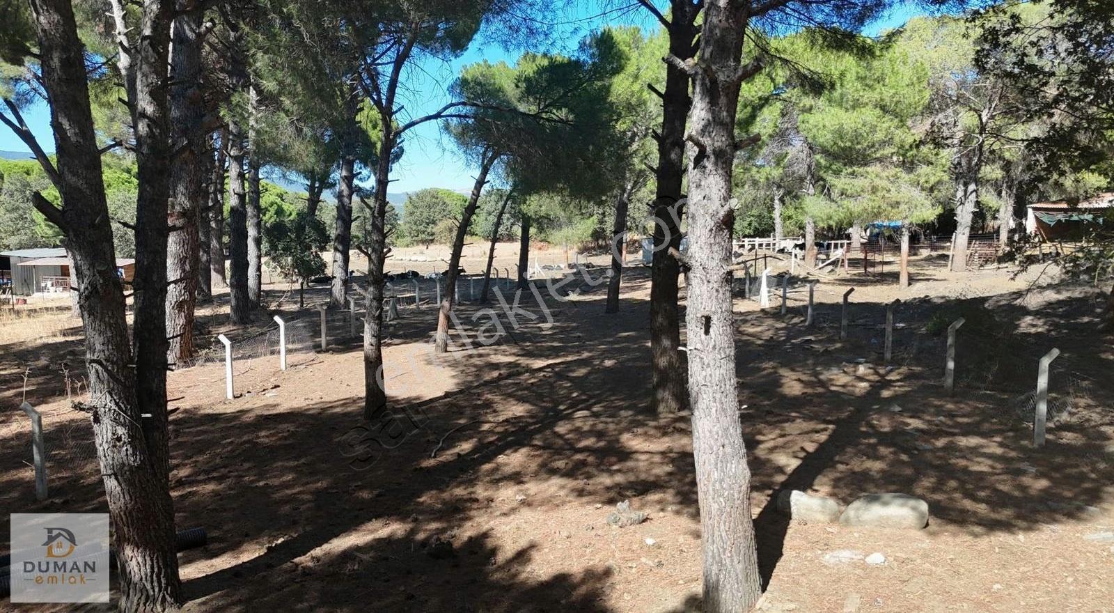 Duman Emlak'tan Yukarıbey'de Köye Yakın 944 M2 Fıstıklı Tarla - Görsel 3