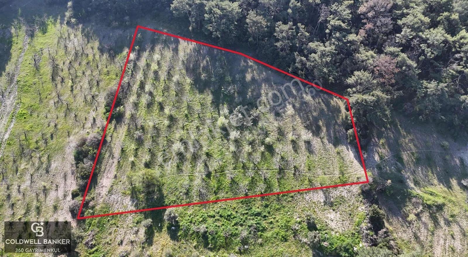 İzmir Bornova Karaçamda Satılık Müstakil Tarla - Görsel 10