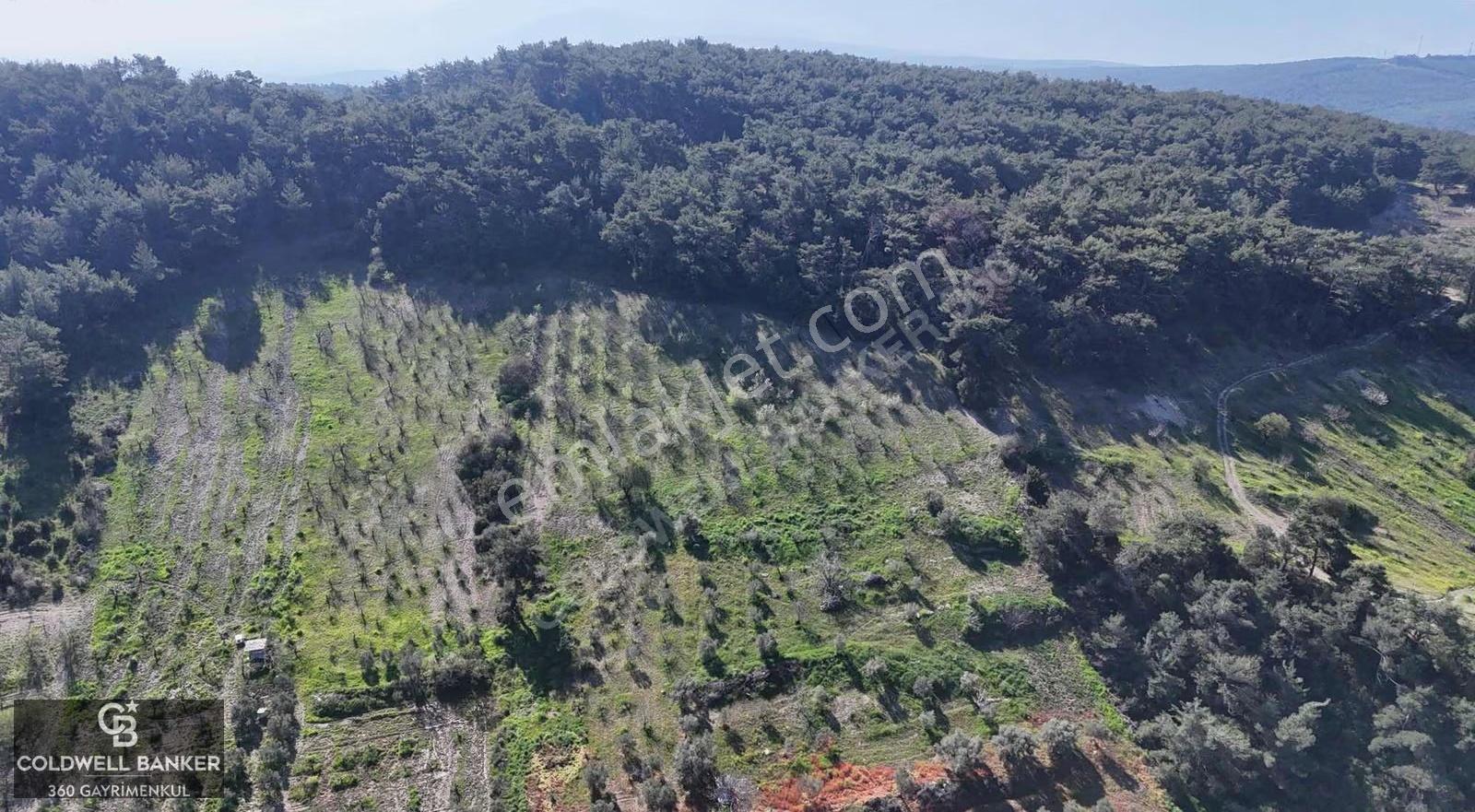İzmir Bornova Karaçamda Satılık Müstakil Tarla - Görsel 8