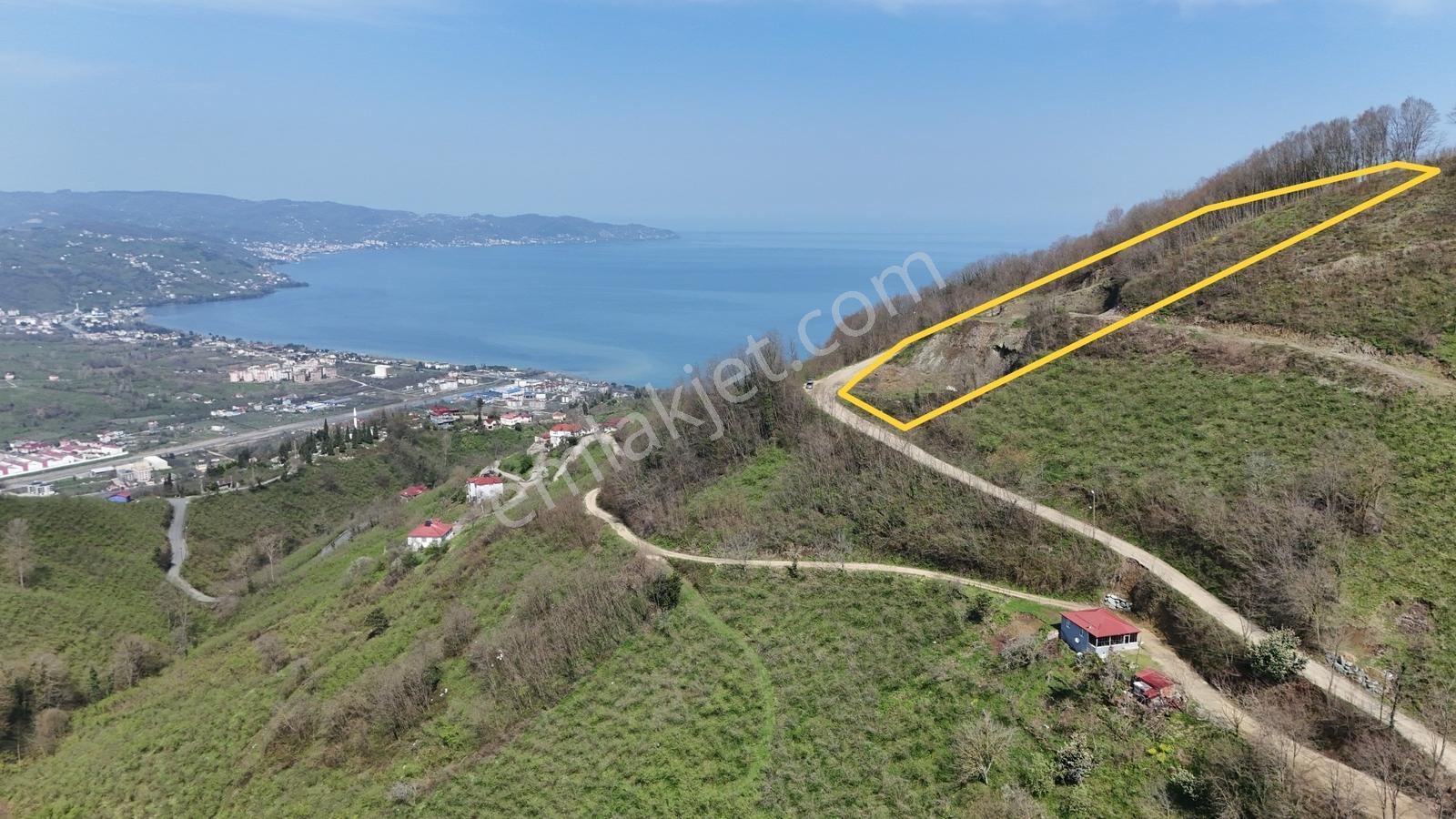 Ordu Orhaniye Daire Parasına 6118 M2 Satılık Fındık Bahçesi - Görsel 6