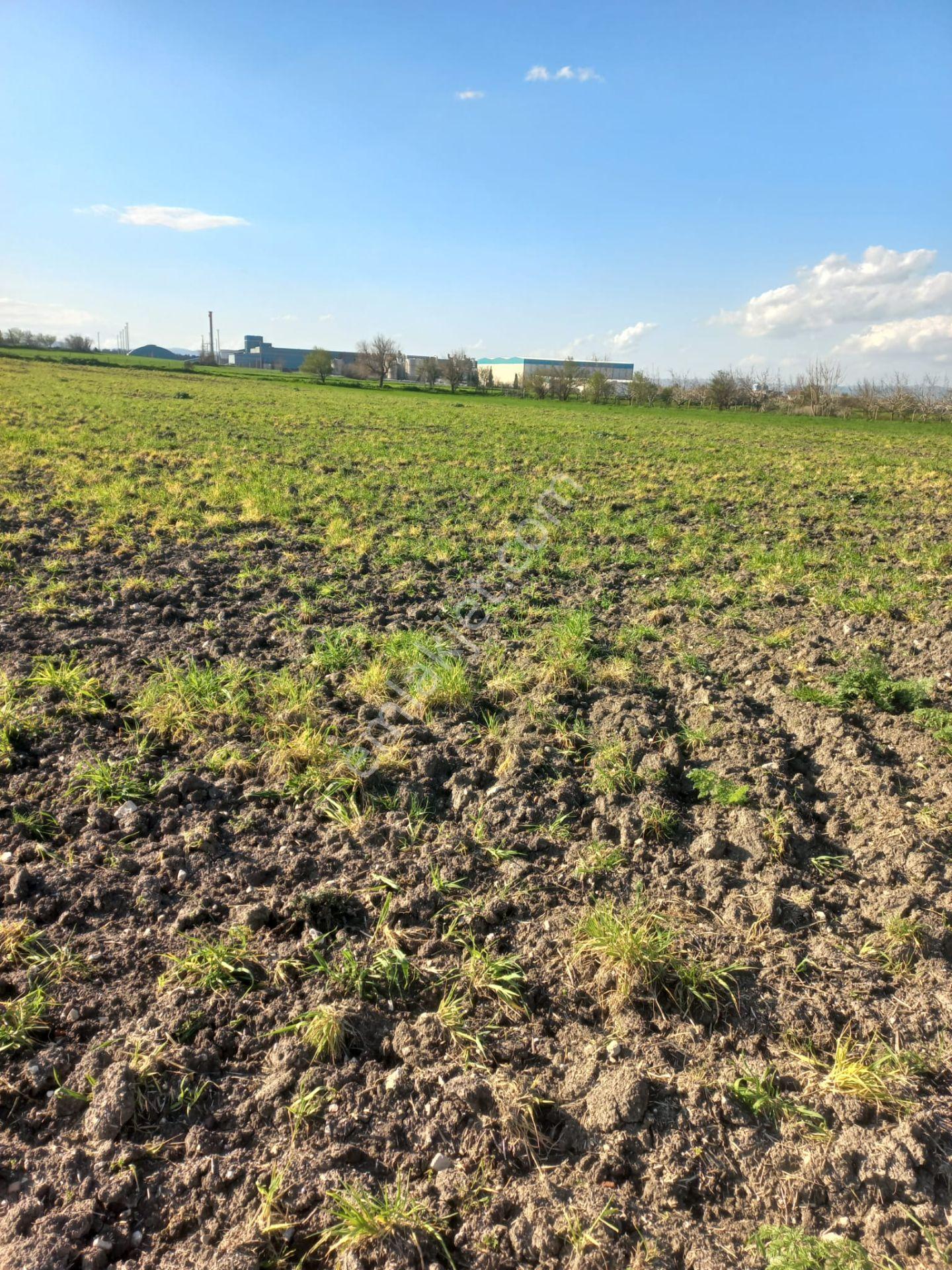 C.21 Loca Altıeylül Paşaköy Mah.satılık 4664 M2 Fırsat Arsa