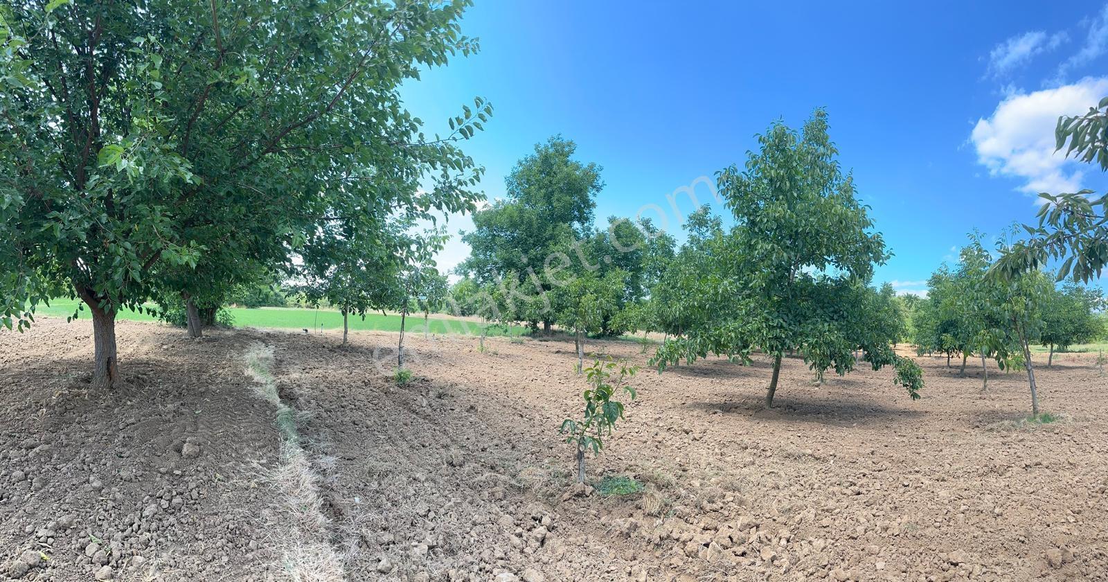 İnegöl Çitli'mah 11,000m² Satılık Bakımlı Ceviz Bahçesi - Görsel 13