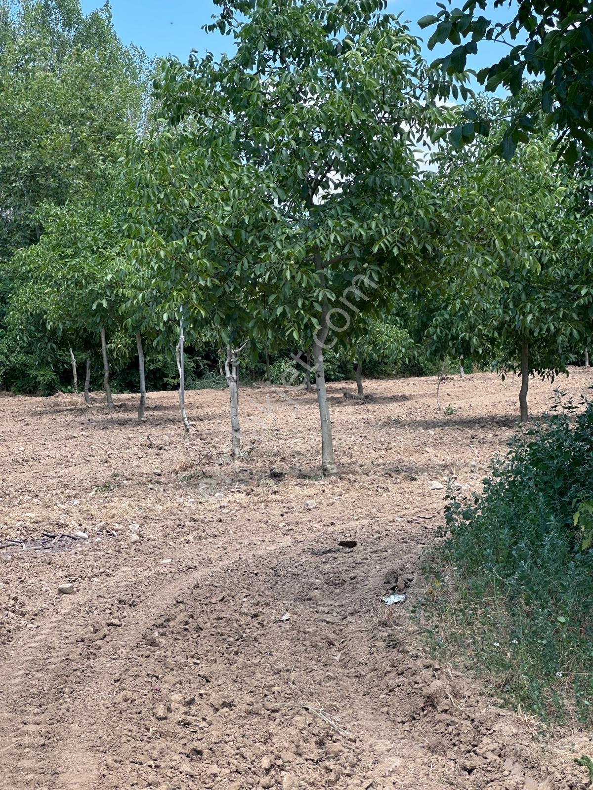 İnegöl Çitli'mah 11,000m² Satılık Bakımlı Ceviz Bahçesi - Görsel 7