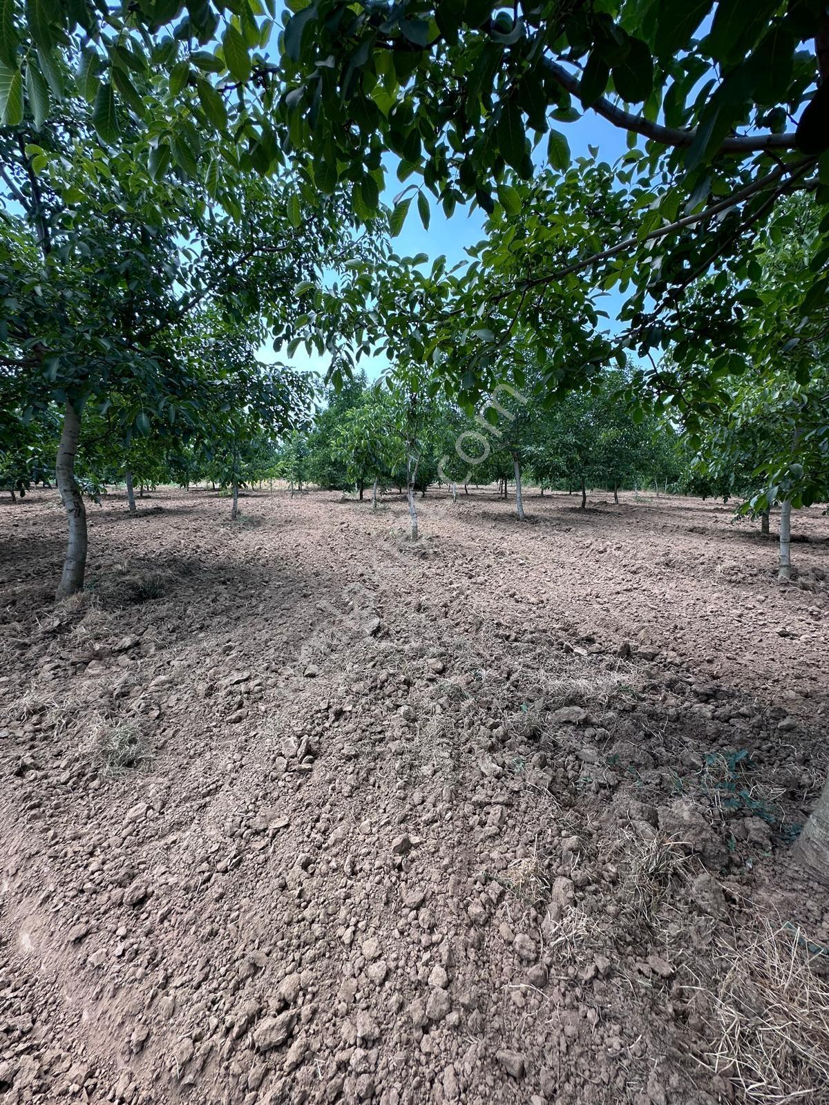 İnegöl Çitli'mah 11,000m² Satılık Bakımlı Ceviz Bahçesi - Görsel 9