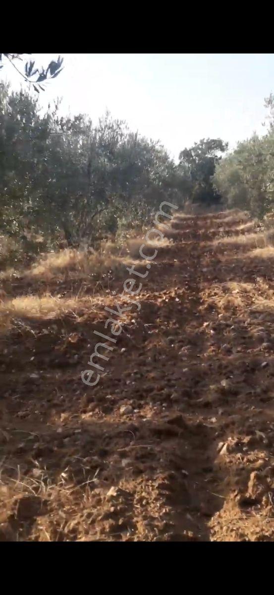 Salihli Beşyol Emlaktan Satılık 205 Dönüme Kadar Araziler - Görsel 2