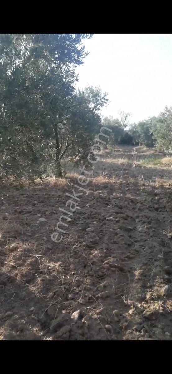 Salihli Beşyol Emlaktan Satılık 205 Dönüme Kadar Araziler - Görsel 18