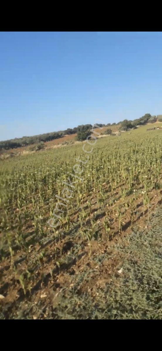 Salihli Beşyol Emlaktan Satılık 205 Dönüme Kadar Araziler - Görsel 4