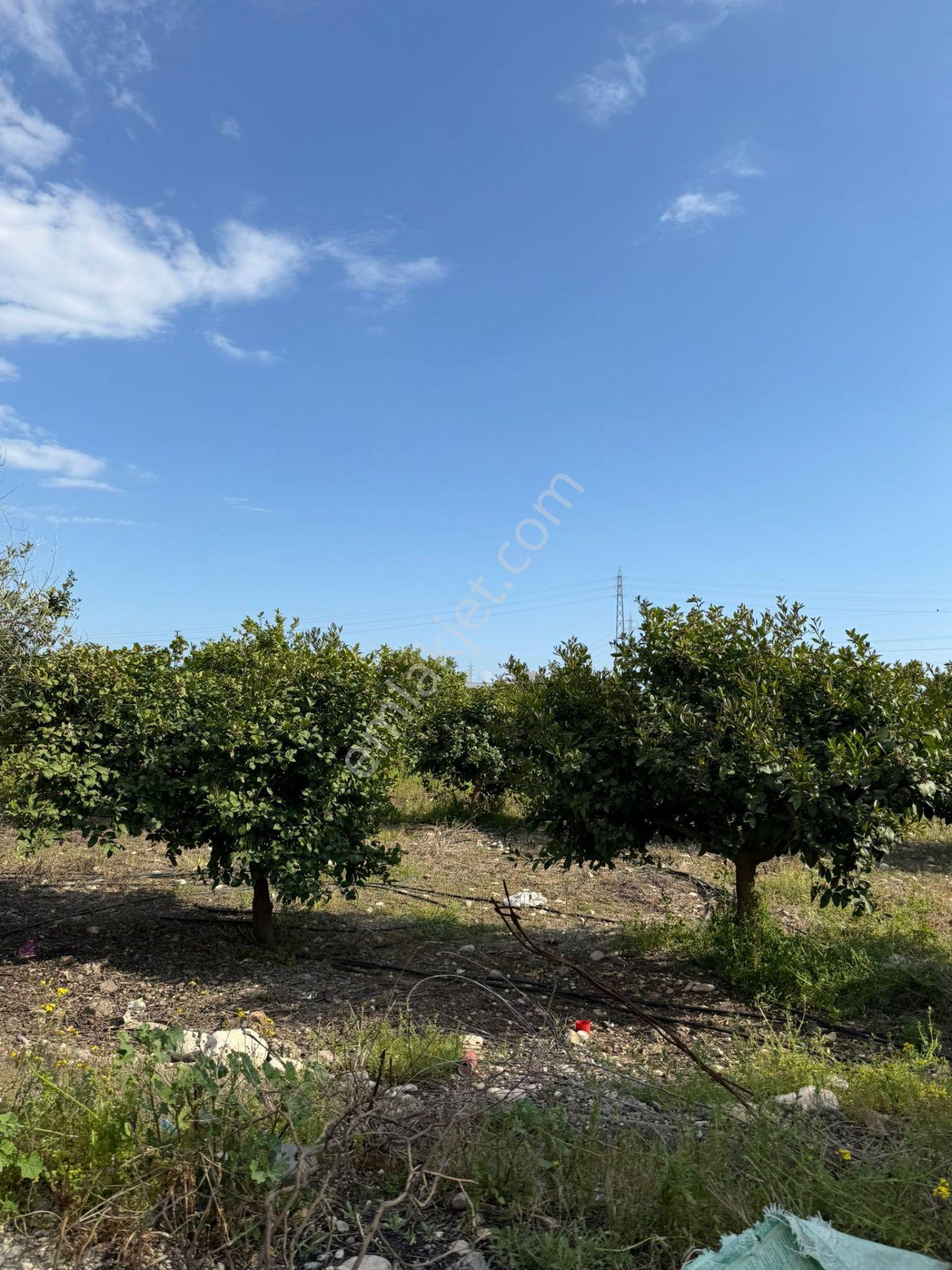 Bolkar Emlaktan Karacailyas'da 13.459 M²satılık Arazi Fırsatı ! - Görsel 19