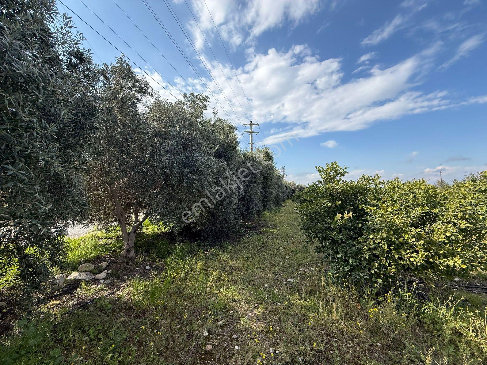 Bolkar Emlaktan Karacailyas'da 13.459 M²satılık Arazi Fırsatı ! - Görsel 24