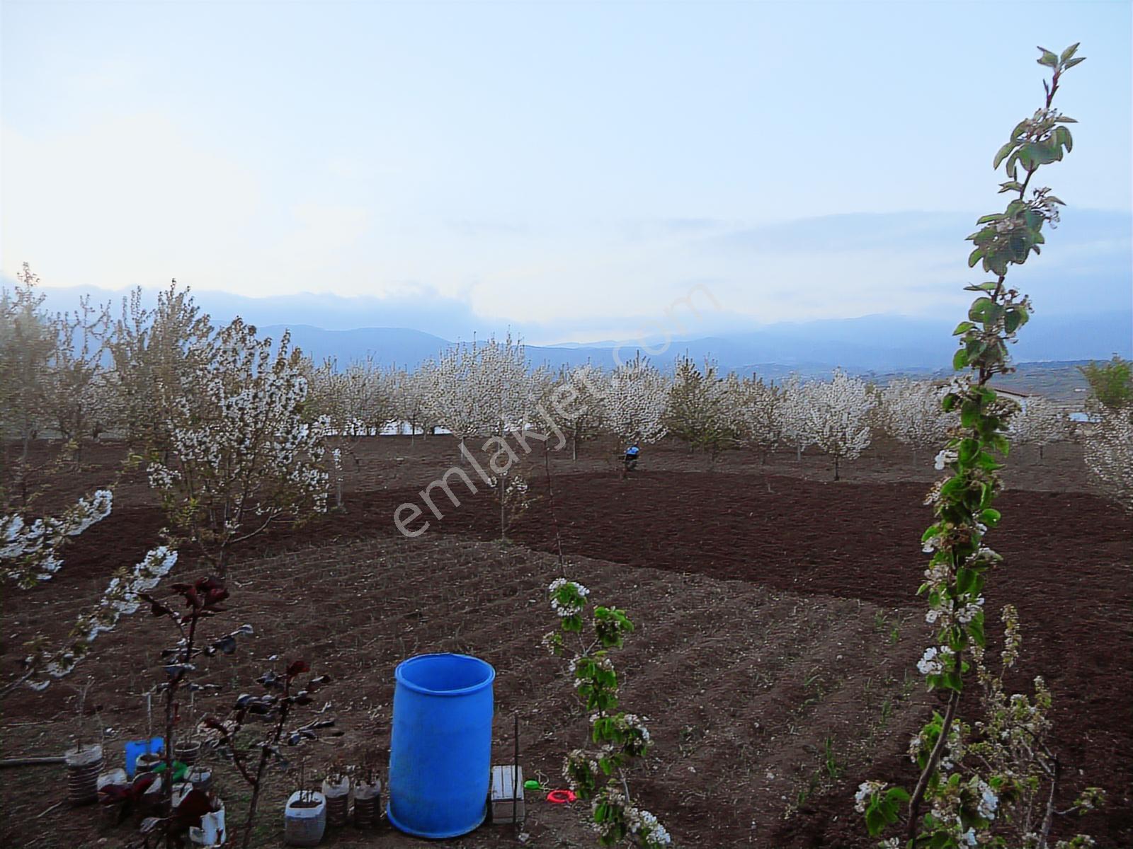 Köykentte Satılık Fırsat 5900 M2 Meyve Bahçesi Ve Köy Evi - Görsel 5