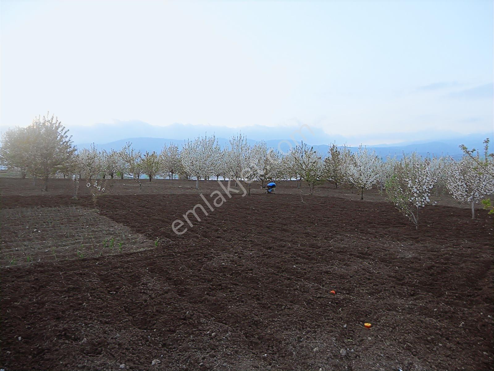 Köykentte Satılık Fırsat 5900 M2 Meyve Bahçesi Ve Köy Evi - Görsel 14