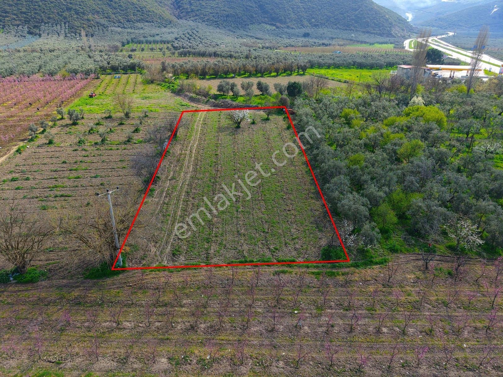 İznik Sahiline Yakın | 2.810 M² Kayısı Tarlası | - Görsel 4